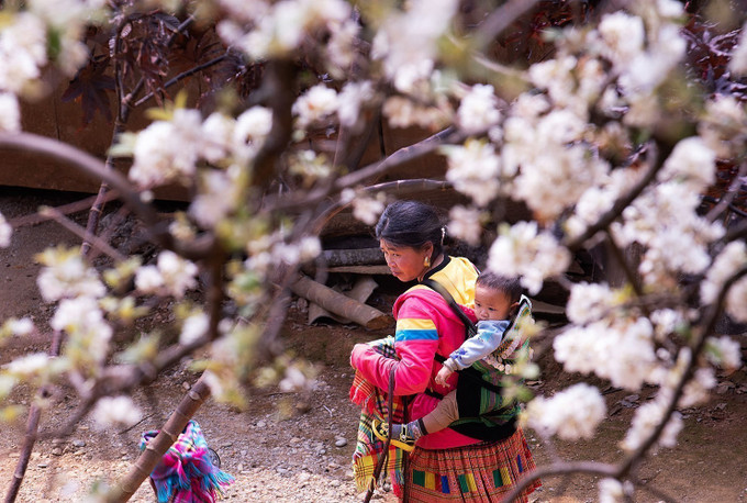 Cây sơn tra đã gắn bó với đồng bào dân tộc Mông ở bản Nậm Nghiệp nhiều đời nay và nó đang là điểm đặc biệt thu hút du khách ở nhiều nơi tìm về.
