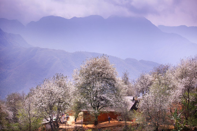 Thấp thoáng dưới những tán cây hoa sơn tra trắng muốt là những ngôi nhà gỗ mộc mạc đặc trưng của đồng bào dân tộc Mông ở bản Nậm Nghiệp.