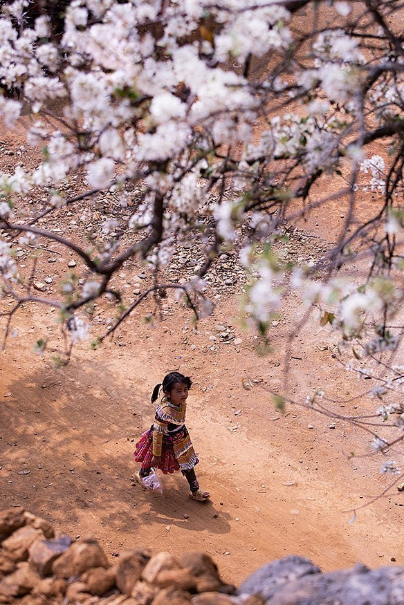 Một em bé dân tộc Mông chạy chơi dưới tán những cây sơn tra hoa trắng khiến khung cảnh trở nên bình yên đến lạ.