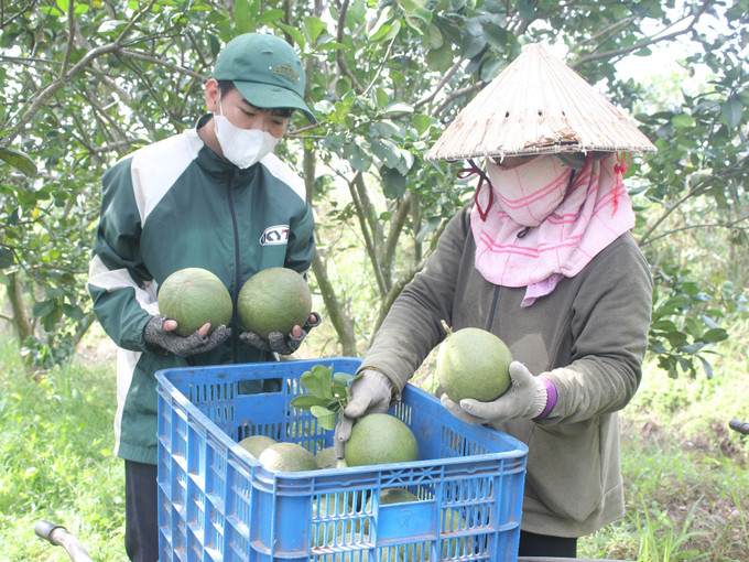 Người dân thu hoạch bưởi theo hướng GlobalGAP ở xã Thanh Hòa, huyện Bù Đốp. Ảnh: K GỬIH/TTXVN binh-phuoc-ns-25052025-01.jpg