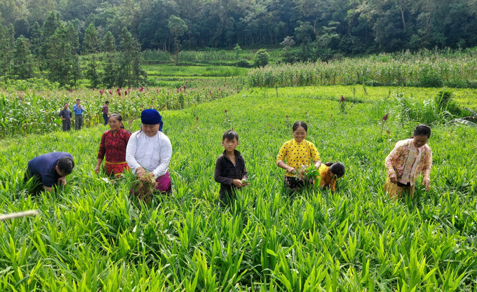 Đồng bào dân tộc Mông ở Lũng Cú (Tuyên Quang) chăm sóc vùng trồng gừng. Đồng bào dân tộc Mông ở Lũng Cú (Tuyên Quang) chăm sóc vùng trồng gừng.