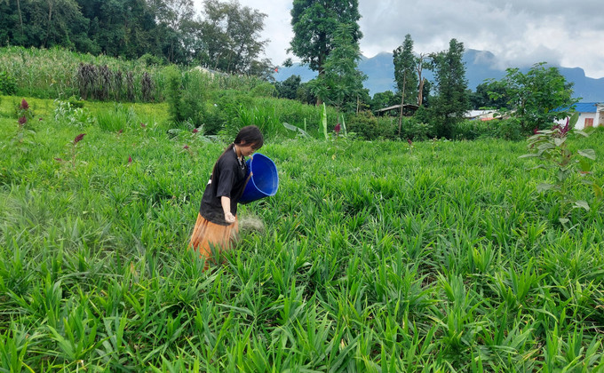 Đồng bào dân tộc Mông ở Lũng Cú (Tuyên Quang) chăm sóc vùng trồng gừng. Đồng bào dân tộc Mông ở Lũng Cú (Tuyên Quang) chăm sóc vùng trồng gừng.