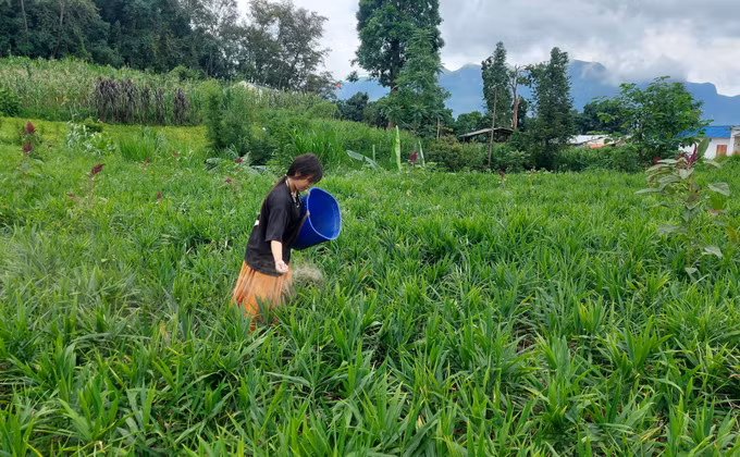 Đồng bào dân tộc Mông ở Lũng Cú (Tuyên Quang) chăm sóc vùng trồng gừng.