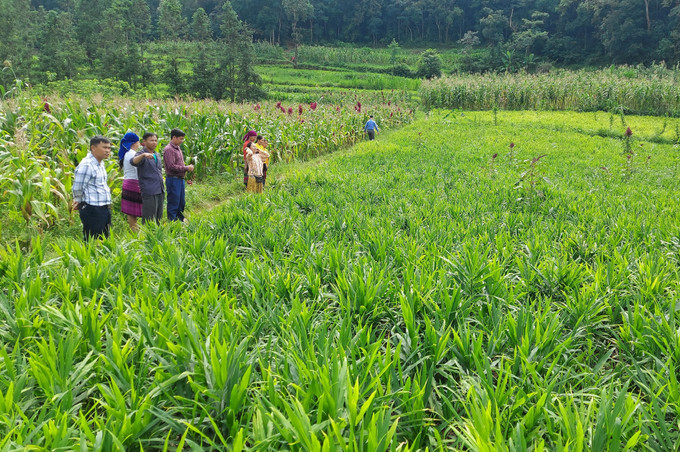 Diện tích trồng gừng ở Lũng Cú (Tuyên Quang). Diện tích trồng gừng ở Lũng Cú (Tuyên Quang).