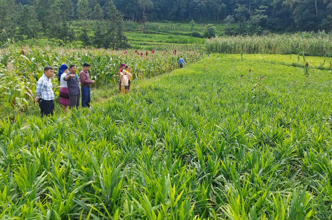 Diện tích trồng gừng ở Lũng Cú (Tuyên Quang).