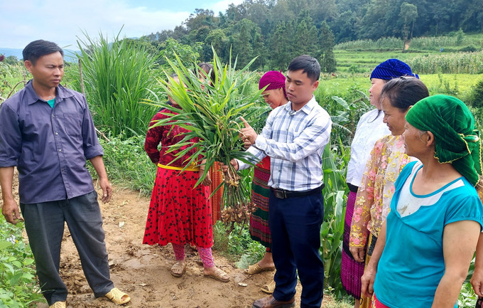 Cán bộ xã Lũng Cú (Tuyên Quang) hướng dẫn người dân kiểm tra chất lượng cũng như độ phát triển của cây gừng. cay-gung-21082025-01.jpg