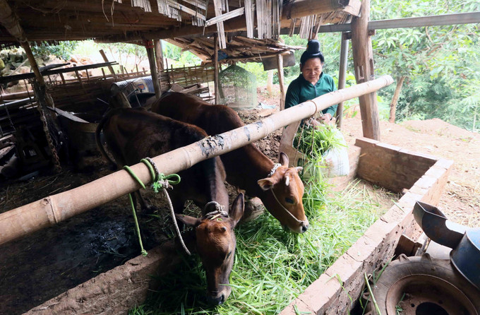 Những ngày rét đậm, gia đình bà Lường Thị Trực, bản Hua Sát, xã Mường Khiêng, tỉnh Sơn La, đã chủ động đưa đàn bò về nuôi nhốt chuồng.