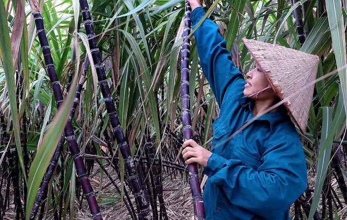 Người dân phấn khởi do mía Tím được mùa được giá.