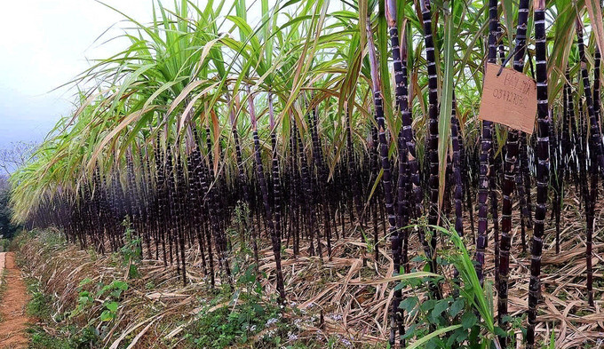 Cây mía tím Mường Bi ngày càng đem lại hiệu quả kinh tế cao.
