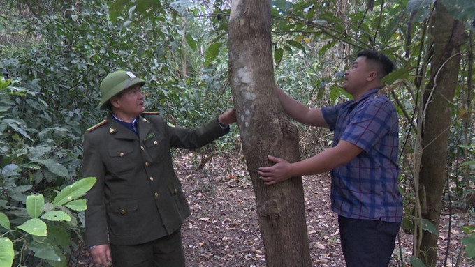 Người dân bản Lát, xã biên giới Tam Chung (Thanh Hóa) được chi trả kinh phí dịch vụ môi trường rừng để cùng tham gia bảo vệ rừng với kiểm lâm.