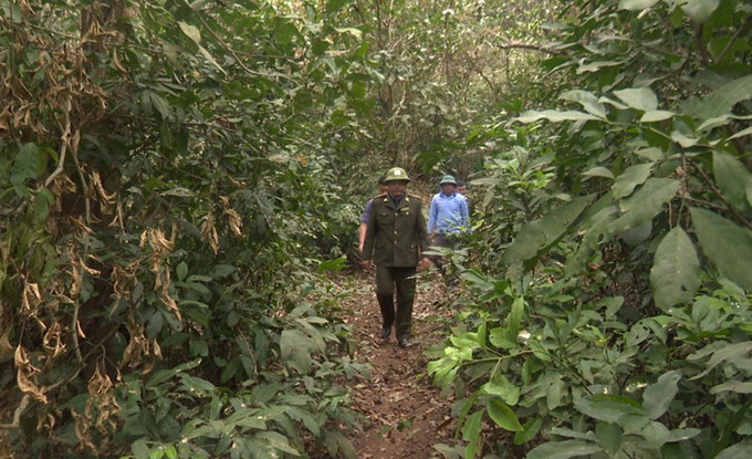 Người dân bản Lát, xã biên giới Tam Chung (Thanh Hóa) cùng với cán bộ kiểm lâm tham gia bảo vệ rừng.