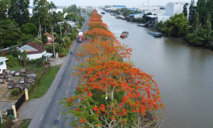 Hàng phượng nở hoa rực rỡ bên kênh xáng Lấp Vò (xã Lấp Vò, tỉnh Đồng Tháp).