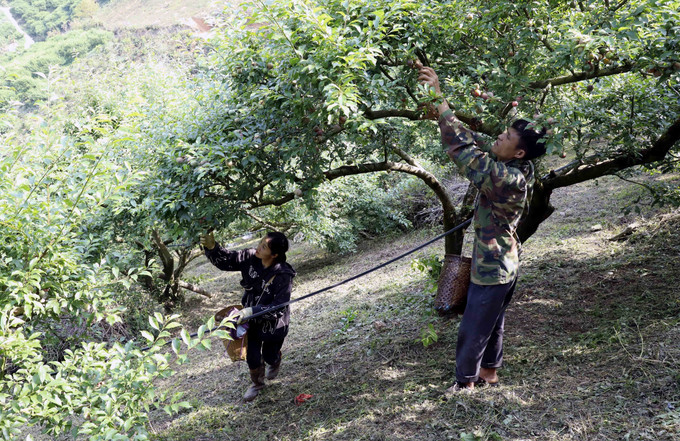 Thu hoạch mận chín sớm tại gia đình anh Nguyễn Văn Năm, bản Cồn Huất, Xã Phiêng Khoài (Sơn La).