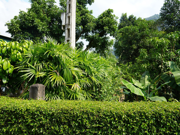 Ủy ban MTTQ xã Châu Khê đã hỗ trợ hơn 3.000 cây giống cho các thôn bản để thay thế các hàng rào bê tông cứng nhắc, hoặc hàng rào tạm bợ thành hàng rào bằng cây mận hảo xanh mướt.