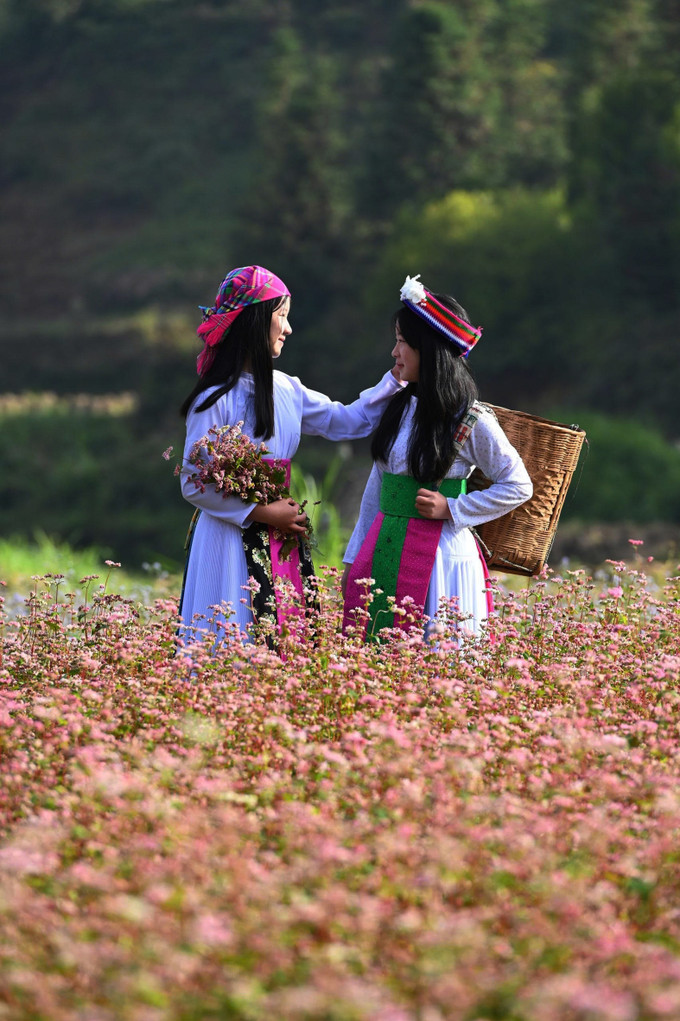 Khoảnh khắc trong trẻo của đôi bạn gái Mông giữa mùa hoa Tam giác mạch trên miền đá.