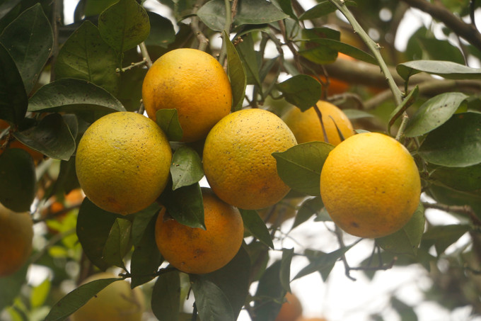 Nhiều mô hình trồng cam hữu cơ, VietGap ở Nghệ An mang lại giá trị rất lớn, góp phần nâng cao thương hiệu, mở ra cánh cửa xuất khẩu sang các thị trường khó tính. Ảnh: Bích Huệ - TTXVN