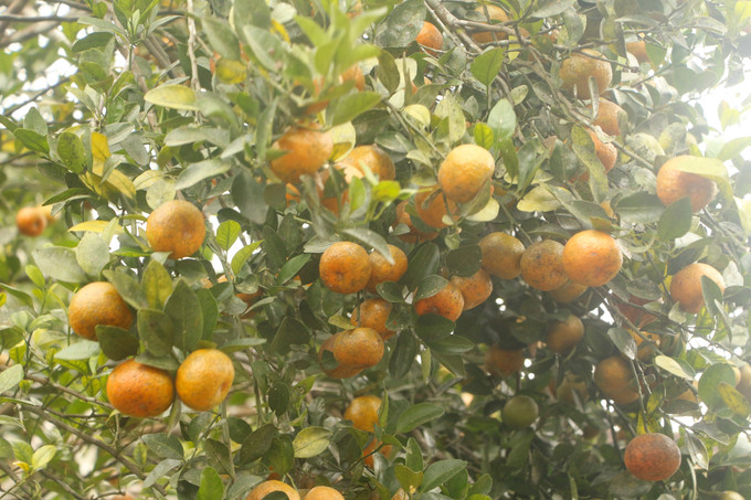 Năng suất của các giống cây có múi chủ lực tại Nghệ An được đánh giá cao như giống đặc sản nổi tiếng Cam Vinh (Cam xã Đoài) có năng suất 15-20 tấn/ha/năm; Cam Valencia (nhập nội) năng suất 20-25 tấn/ha. Ảnh: Bích Huệ - TTXVN