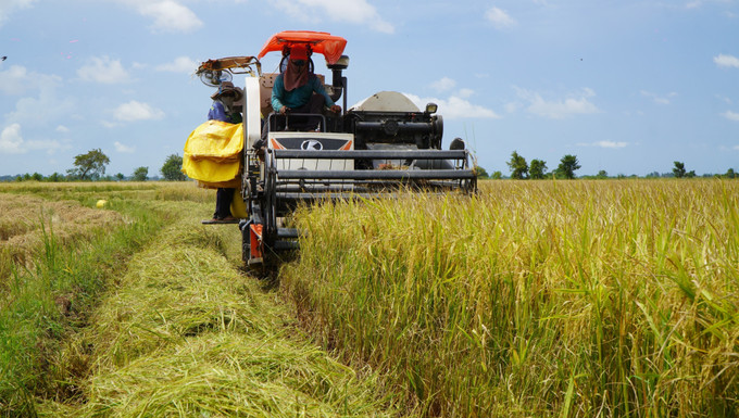Máy gặt đập liên hợp thu hoạch lúa tại cánh đồng thuộc phường Thường Lạc, tỉnh Đồng Tháp. Máy gặt đập liên hợp thu hoạch lúa tại cánh đồng thuộc phường Thường Lạc, tỉnh Đồng Tháp.