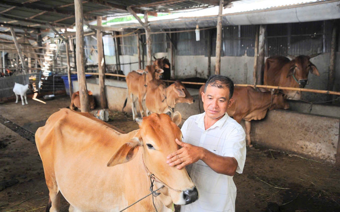 Từ nguồn vốn vay của Ngân hàng chính sách xã hội tỉnh An Giang, ông Chau Kóp (xã Ô Lâm) đã đầu tư nuôi bò vỗ béo mang lại nguồn thu nhập cao cho gia đình. Ảnh: Công Mạo/TTXVN o-lam-29092025-02.jpg