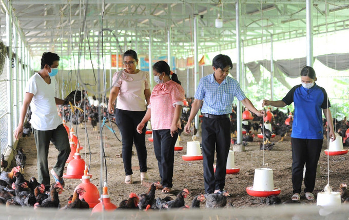 Đường nông thôn được bên tông hoá, điện lưới quốc gia kéo về tận nhà, được chính quyền hỗ trợ kỹ thuật, nhiều bà con người dân tộc Khmer trên địa bàn xã Tri Tôn (tỉnh An Giang) đã mạnh dạn đầu tư, phát triển mô hình chăn nuôi gà tập trung mang lại thu nhập ổn định. Ảnh: Công Mạo/TTXVN Đường nông thôn được bên tông hoá, điện lưới quốc gia kéo về tận nhà, được chính quyền hỗ trợ kỹ thuật, nhiều bà con người dân tộc Khmer trên địa bàn xã Tri Tôn (tỉnh An Giang) đã mạnh dạn đầu tư, phát triển mô hình chăn nuôi gà tập trung mang lại thu nhập ổn định. Ảnh: Công Mạo/TTXVN