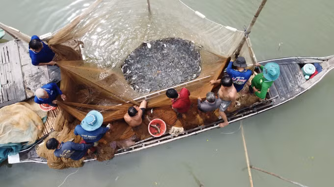 Có khi dỡ một đóng chà, người dân thu hoạch hơn 1 tấn tôm, cá các loại.