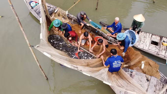 Người dân dỡ chà, bắt được nhiều loại cá.