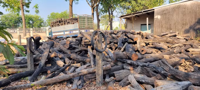 Số lượng gỗ, củi rừng được lực lượng chức năng xã Ia Lâu, tỉnh Gia Lai phát hiện, thu giữ.