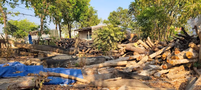 Số lượng gỗ, củi rừng được lực lượng chức năng xã Ia Lâu, tỉnh Gia Lai phát hiện, thu giữ.