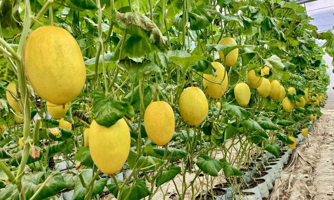 Những trái dưa lưới vàng đẹp, đạt chuẩn đầu ra cho các chuỗi cửa hàng nông sản sạch.