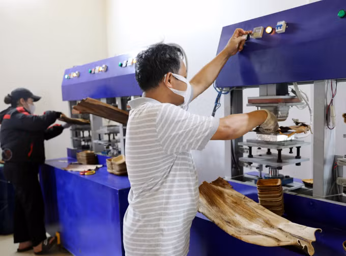 Công đoạn ép nhiệt tạo hình chén, đĩa từ mo cau tại Hợp tác xã sinh thái Đất Tổ Star Eco.