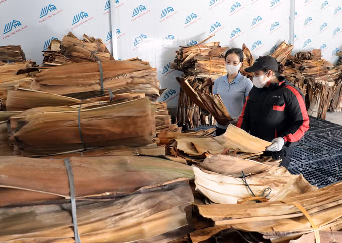 Những bẹ mo cau khô đạt chuẩn được tập kết và phân loại cẩn thận để tạo nên các sản phẩm sinh học chất lượng cao.
