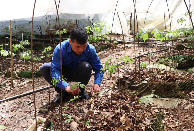 Đoàn viên thanh niên với diện tích trồng sâm Ngọc Linh.