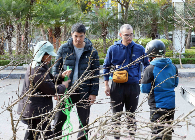 Du khách lựa chọn cho mình những cành đào rừng ưng ý về chơi Tết.