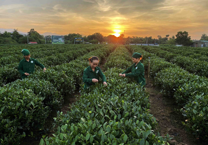 Hợp tác xã chè Hảo Đạt ở xã Tân Cương, thành phố Thái Nguyên có diện tích hơn 60ha sản xuất chè đạt tiêu chuẩn VietGap, mỗi năm cung cấp phục vụ thị trường khoảng 450 tấn sản phẩm đảm bảo tiêu chuẩn. Ảnh: Vũ Sinh/TTXVN ocop-17062025-01.jpg