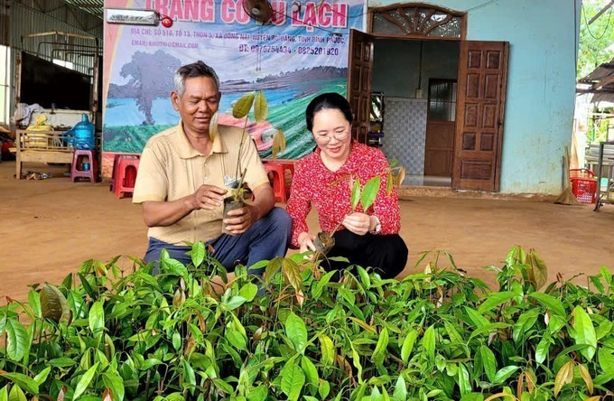 Ông Điểu Ma Rút (trái) nhận cây giống rau nhíp rừng từ Hợp tác xã bà Thị Khưi để trồng xen canh trong vườn điều. Ông Điểu Ma Rút (trái) nhận cây giống rau nhíp rừng từ Hợp tác xã bà Thị Khưi để trồng xen canh trong vườn điều.