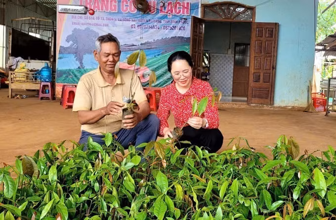 Ông Điểu Ma Rút (trái) nhận cây giống rau nhíp rừng từ Hợp tác xã bà Thị Khưi để trồng xen canh trong vườn điều.