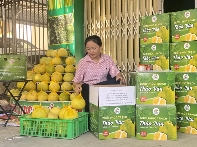 Bưởi Phúc Trạch được đóng gói để chuyển tới tay người tiêu dùng.