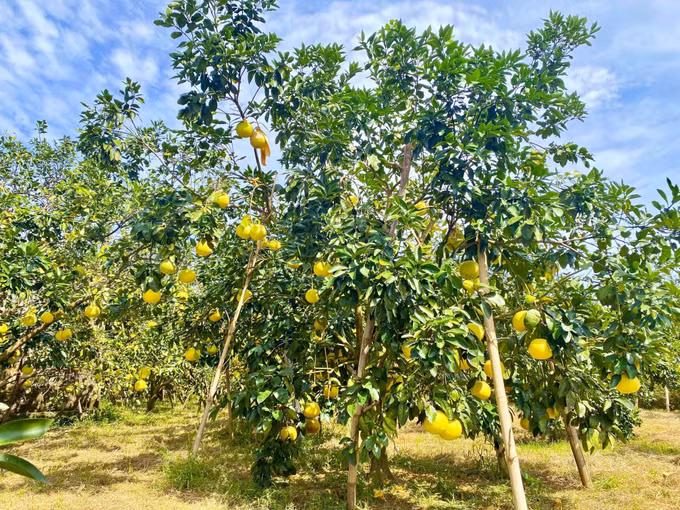 Hiện nay các vườn bưởi Phúc Trạch đã đến độ cho thu hoạch rộ.