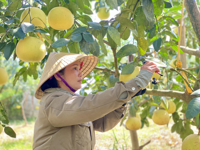Người dân xã Phúc Trạch thu hoạch bưởi. Người dân xã Phúc Trạch thu hoạch bưởi.