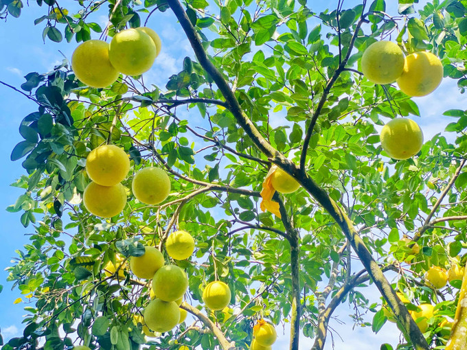 “Bưởi Phúc Trạch” là một trong những sản phẩm nông nghiệp nổi bật của Việt Nam được Liên minh châu Âu (EU) bảo hộ chỉ dẫn địa lý. “Bưởi Phúc Trạch” là một trong những sản phẩm nông nghiệp nổi bật của Việt Nam được Liên minh châu Âu (EU) bảo hộ chỉ dẫn địa lý.