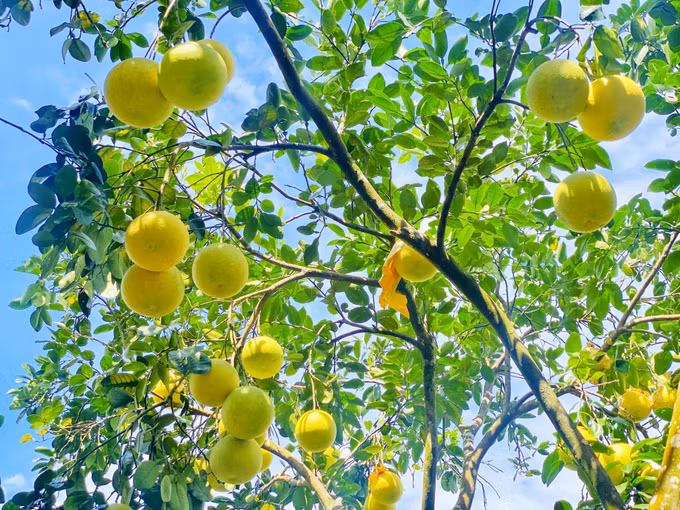 “Bưởi Phúc Trạch” là một trong những sản phẩm nông nghiệp nổi bật của Việt Nam được Liên minh châu Âu (EU) bảo hộ chỉ dẫn địa lý.