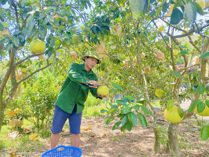 Người dân xã Phúc Trạch thu hoạch bưởi. Người dân xã Phúc Trạch thu hoạch bưởi.