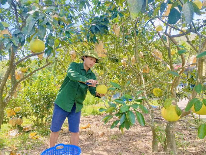 Người dân xã Phúc Trạch thu hoạch bưởi.