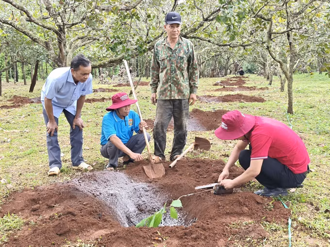 Đại diện Hợp tác xã Ca cao Bù Gia Mập hướng dẫn người dân trồng ca cao xen dưới tán cây điều.