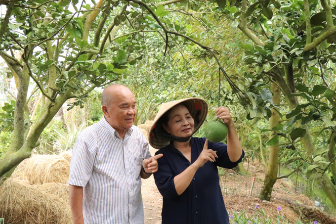 Vợ chồng ông Nguyễn Quốc Hùng bên vườn bưởi da xanh chuẩn bị bước vào mùa thu hoạch. Vợ chồng ông Nguyễn Quốc Hùng bên vườn bưởi da xanh chuẩn bị bước vào mùa thu hoạch.