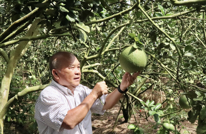 Ông Hùng kiểm tra chất lượng vườn bưởi trước ngày thu hoạch. Mỗi năm, vườn cho sản lượng từ 70–80 tấn quả. Ông Hùng kiểm tra chất lượng vườn bưởi trước ngày thu hoạch. Mỗi năm, vườn cho sản lượng từ 70–80 tấn quả.