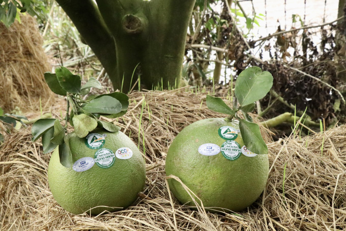 Bưởi da xanh hữu cơ của ông Nguyễn Quốc Hùng đạt chuẩn OCOP 3 sao, mang lại doanh thu hơn 1 tỷ đồng mỗi năm. Bưởi da xanh hữu cơ của ông Nguyễn Quốc Hùng đạt chuẩn OCOP 3 sao, mang lại doanh thu hơn 1 tỷ đồng mỗi năm.