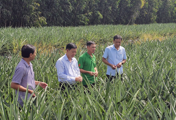 Lãnh đạo xã Long Hưng, thành phố Cần Thơ thị sát mô hình trồng dứa trên đất phèn trũng. Lãnh đạo xã Long Hưng, thành phố Cần Thơ thị sát mô hình trồng dứa trên đất phèn trũng.