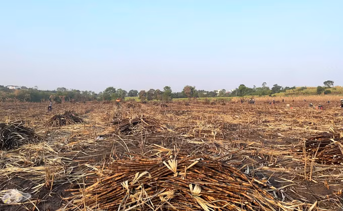 Một cánh đồng mía tại xã Sơn Hòa, tỉnh Đắk Lắk bị cháy gây thiệt hại nặng cho nông dân. Ảnh: Tường Quân/TTXVN