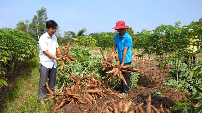 Giống sắn mới có khả năng kháng bệnh khảm là được trồng thử nghiệm tại huyện Tân Châu, tỉnh Tây Ninh cho năng suất cao.